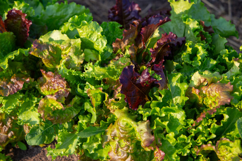 Leaf Lettuce — Food, Vegetable, lettuce, leaf, redleaf