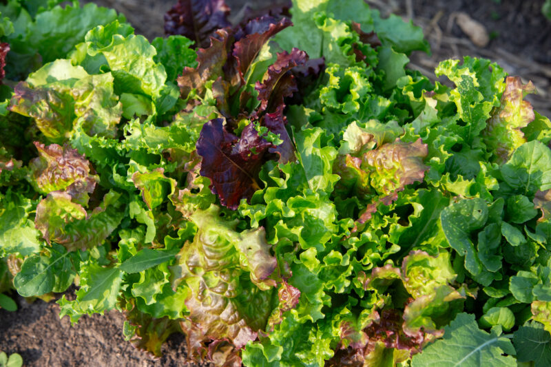 Leaf Lettuce — Food, Vegetable, lettuce, leaf, redleaf