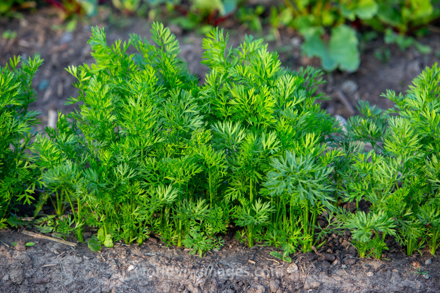 WorldViewImages_020052