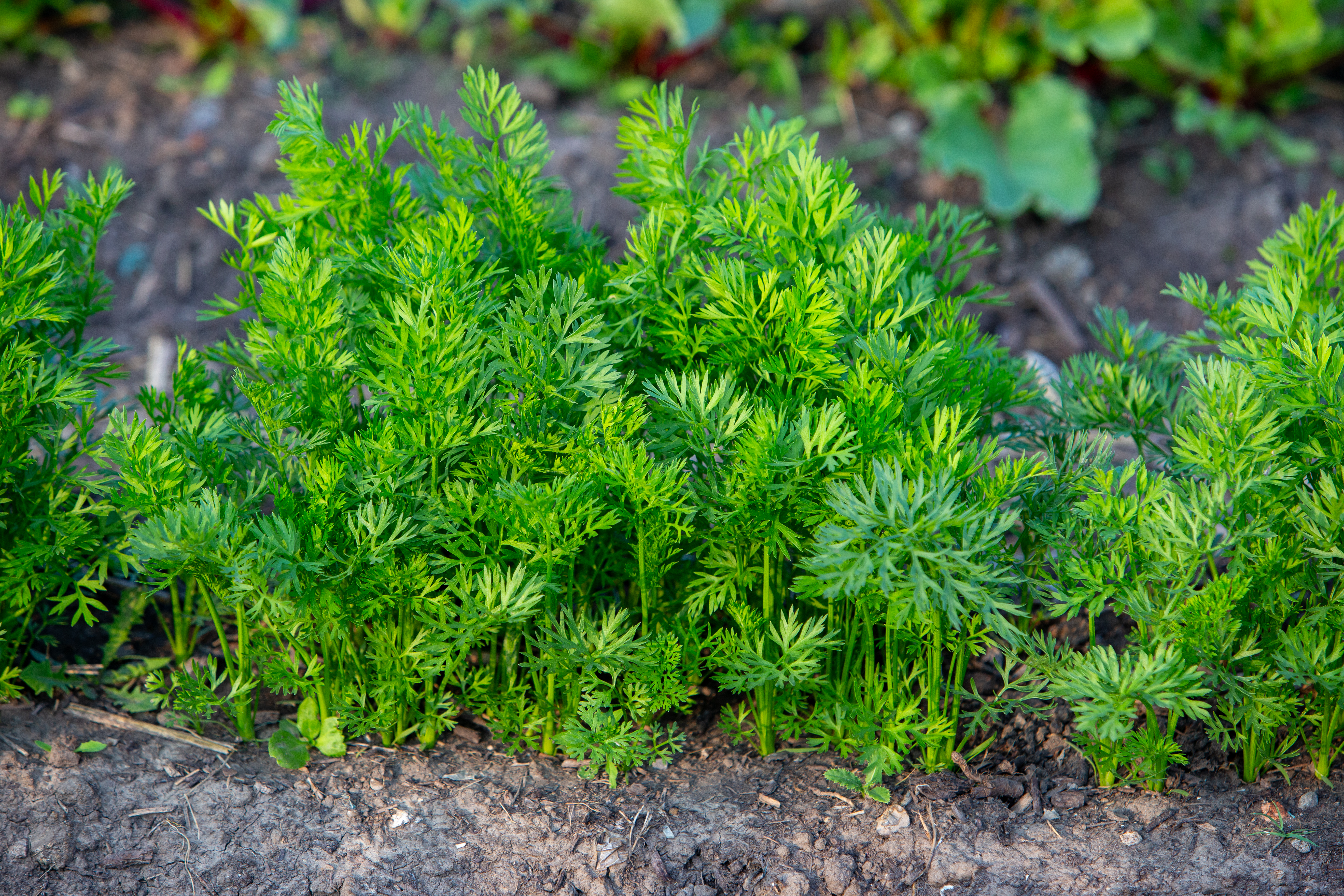 WorldViewImages_020052