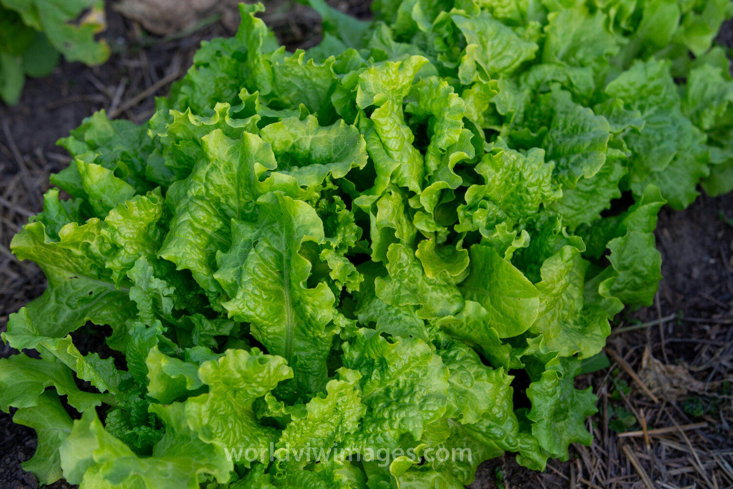 Leaf Lettuce