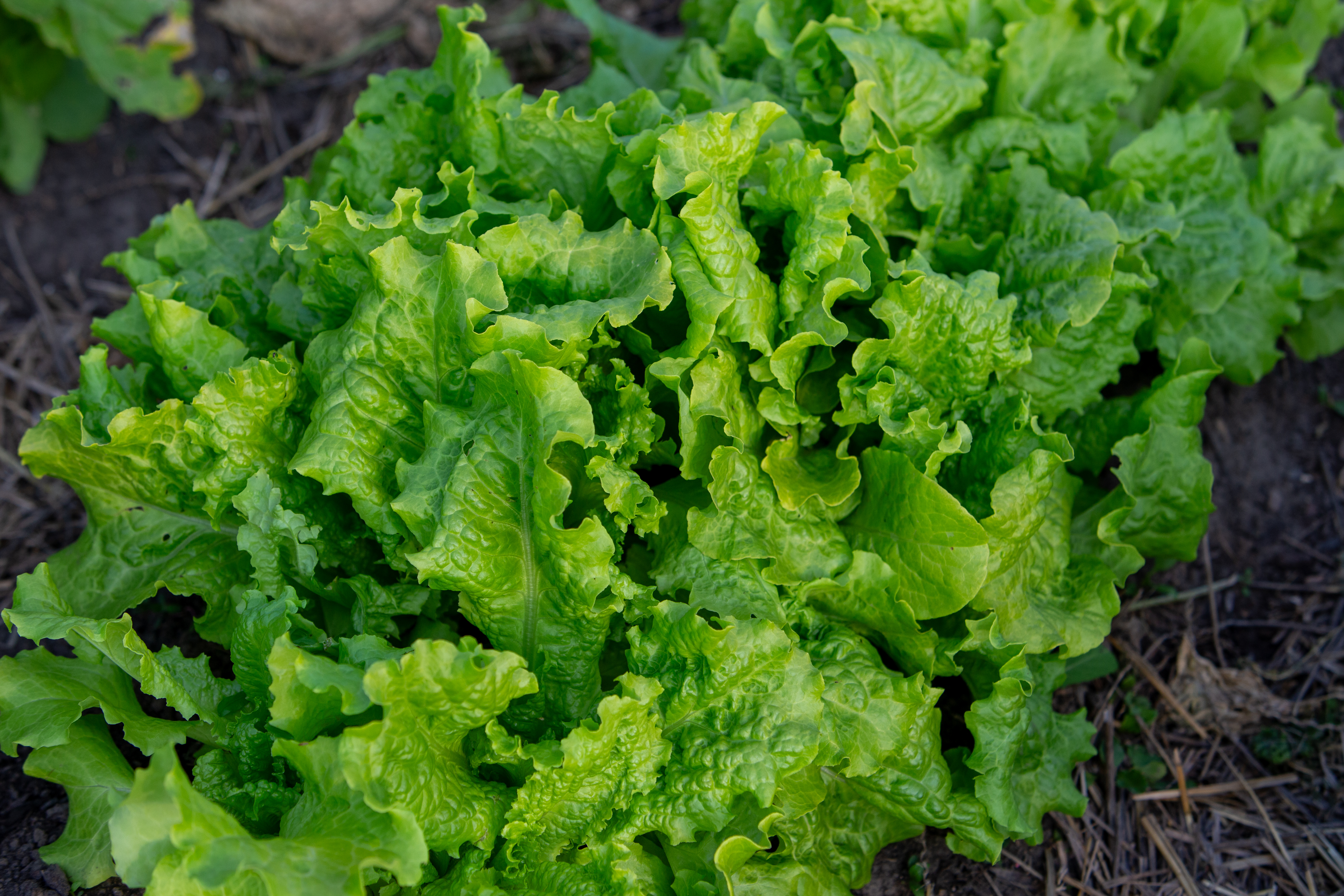 Leaf Lettuce