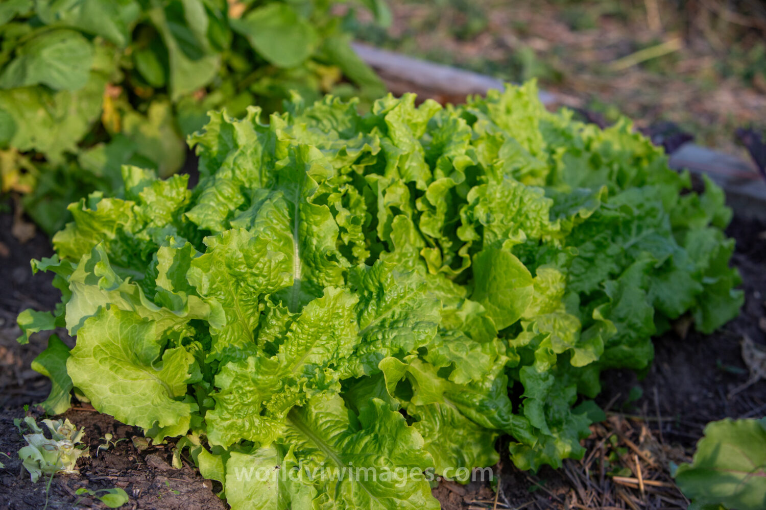 Leaf Lettuce