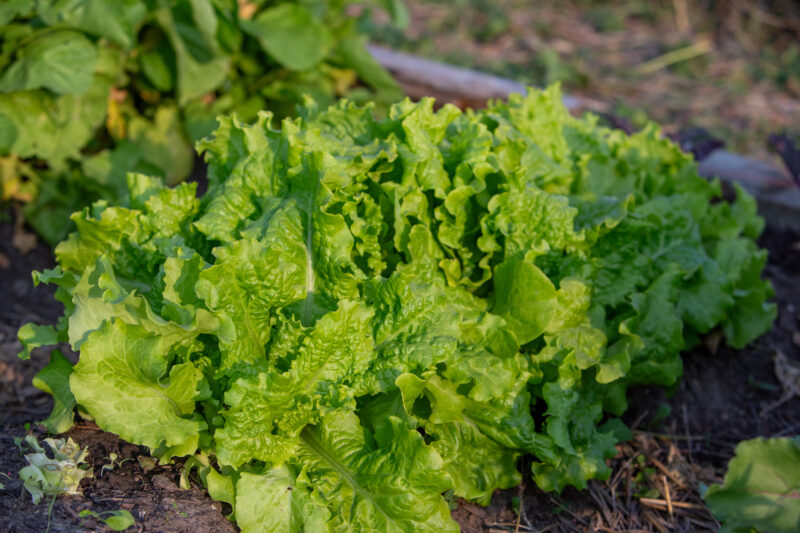 Leaf Lettuce — Food, Vegetable, lettuce, leaf, redleaf