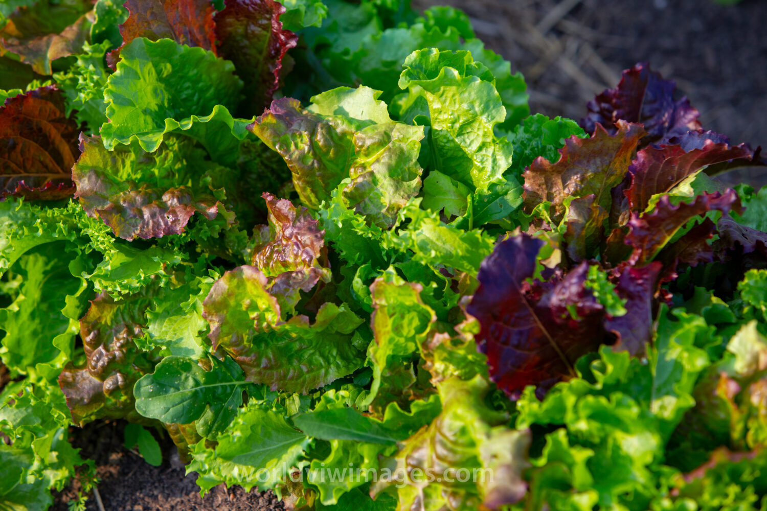 Leaf Lettuce