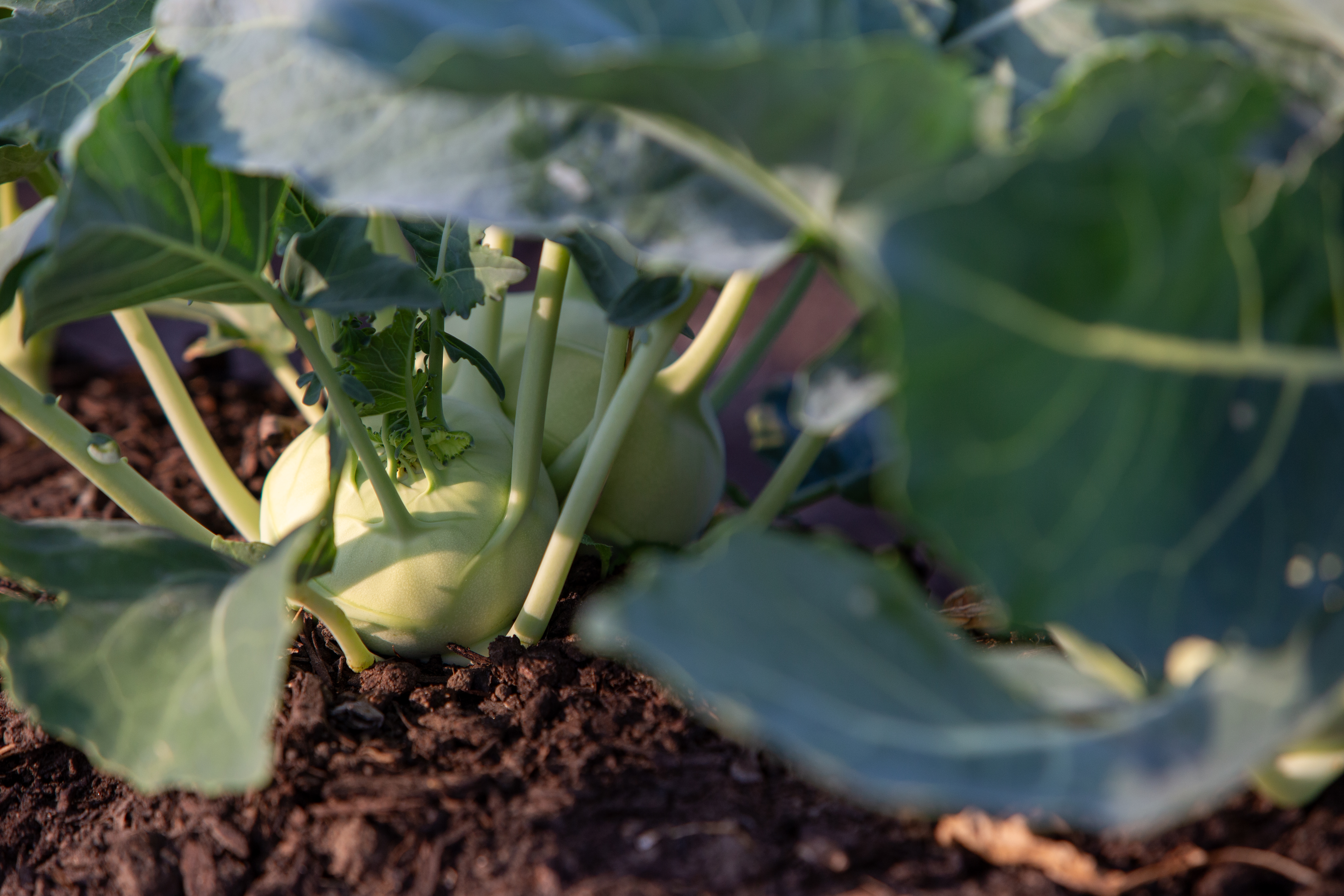 Kohlrabi