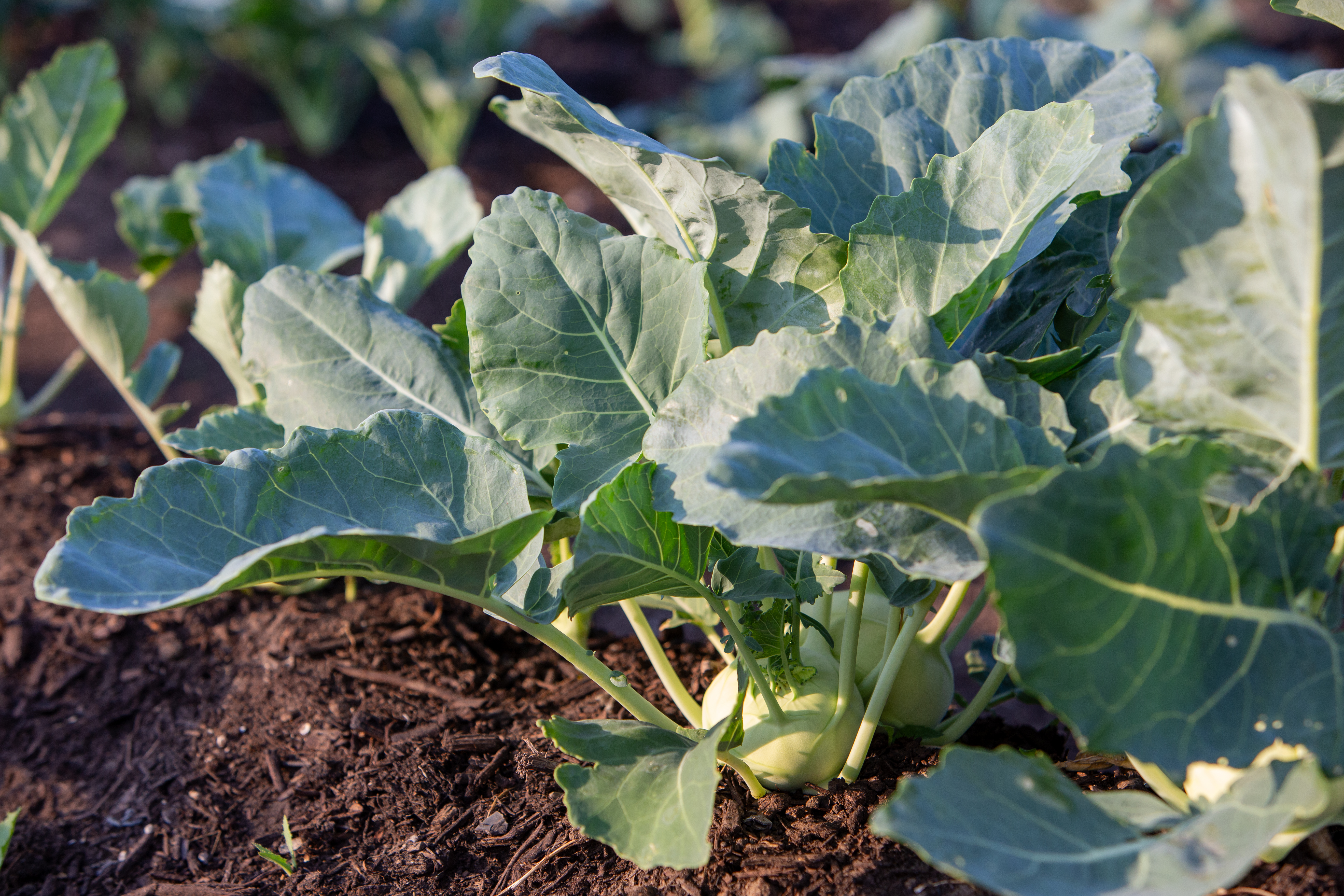 Kohlrabi