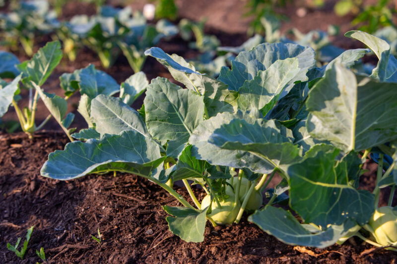 Kohlrabi — Food, Vegetable, kohlrabi, garden, gardening