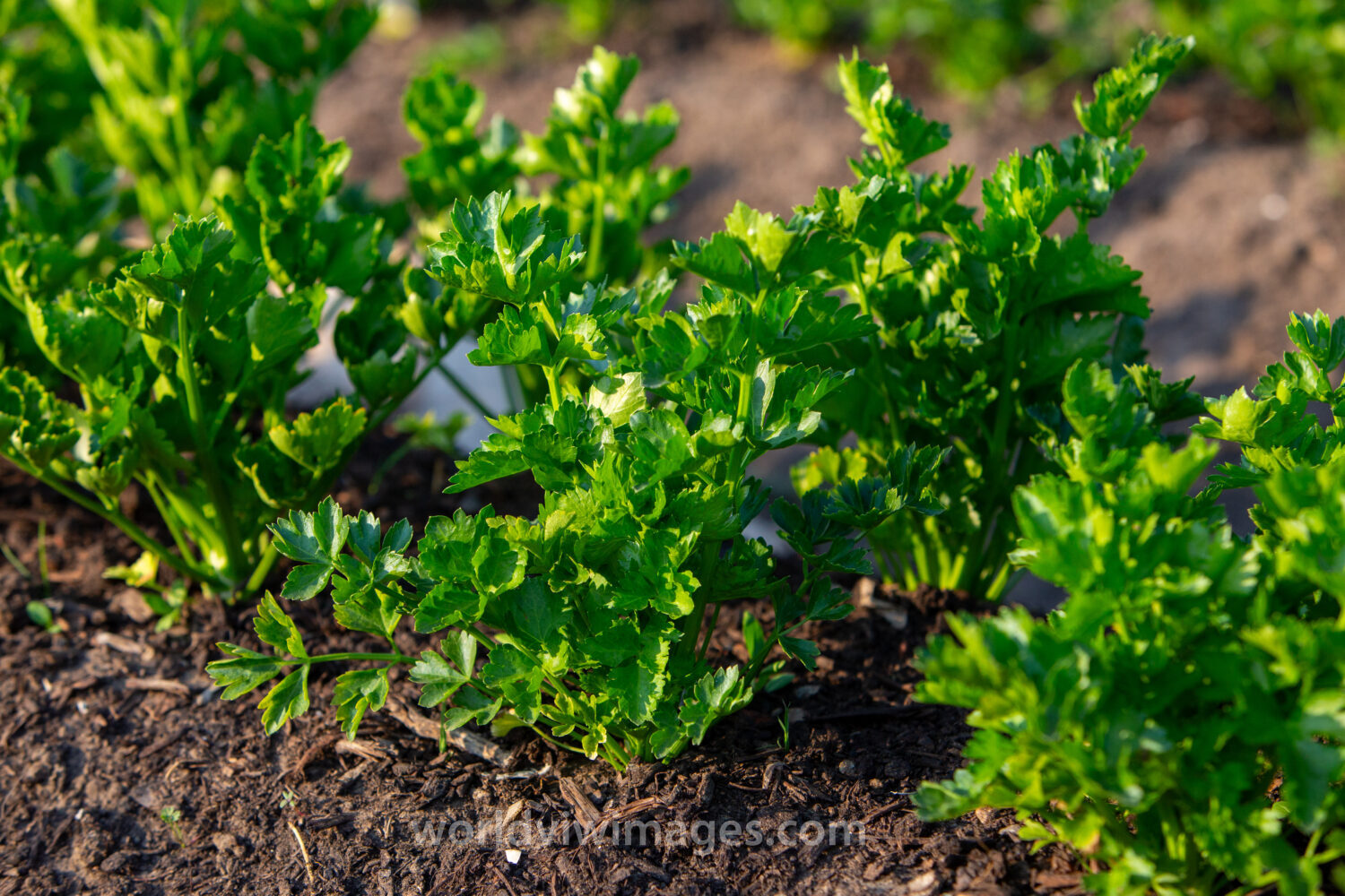 Young Celery Plants