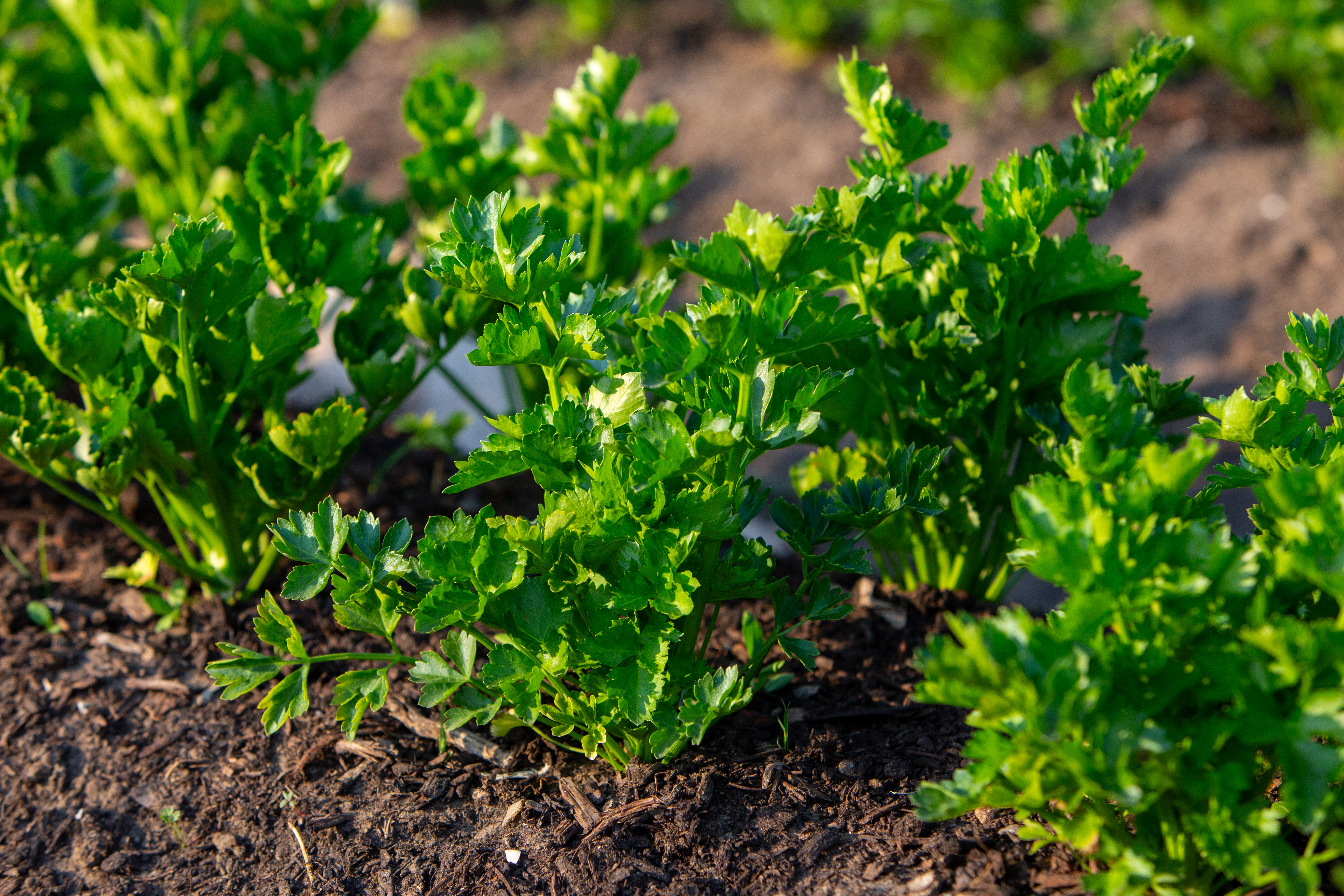 Young Celery Plants