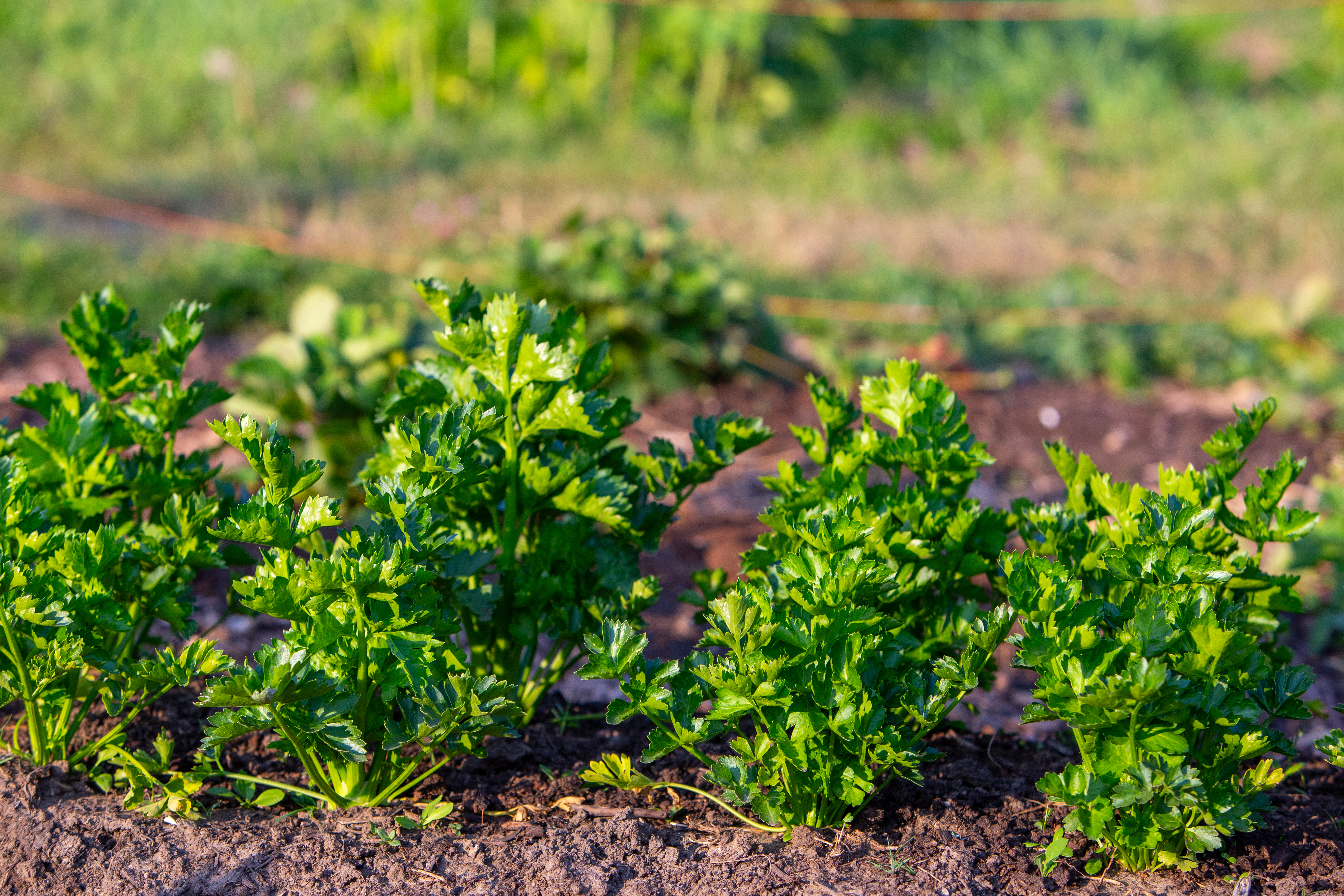 Young Celery Plants