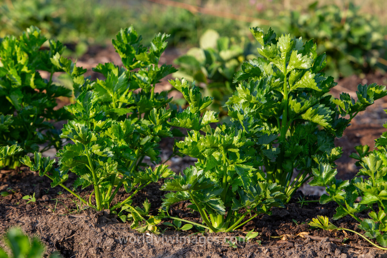 Young Celery Plants
