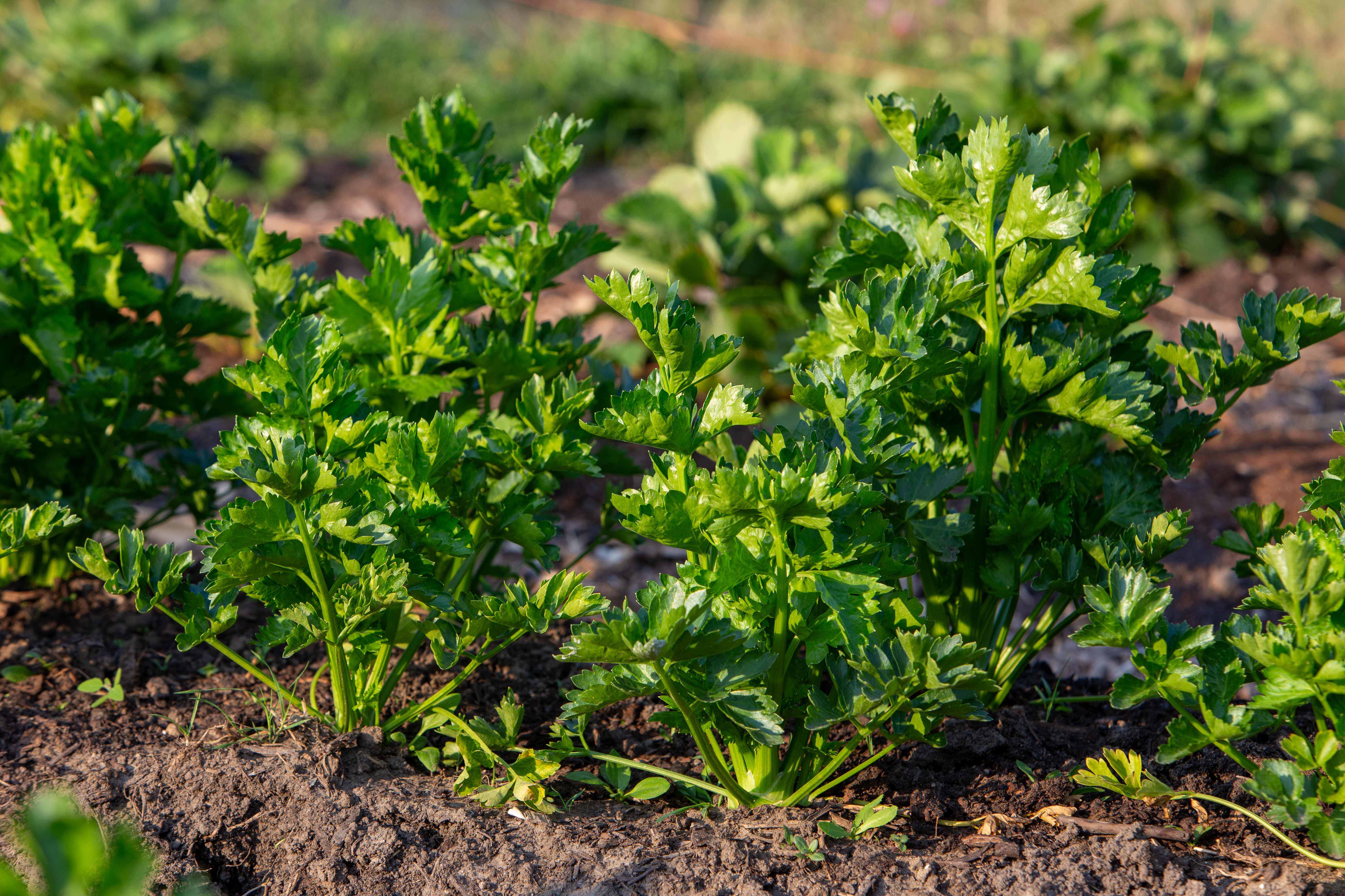 Young Celery Plants