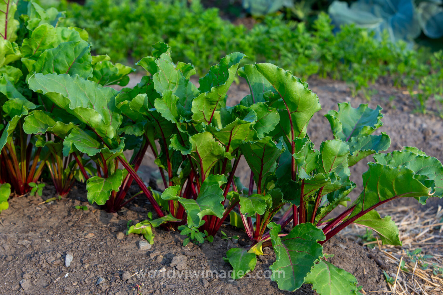 Young Beet Plants