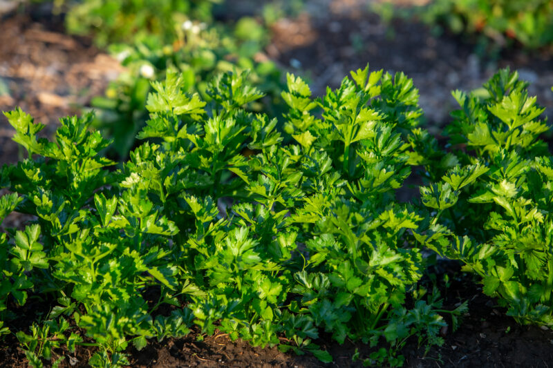 Celery — Food, Garden, Nature, Plant, Vegetable