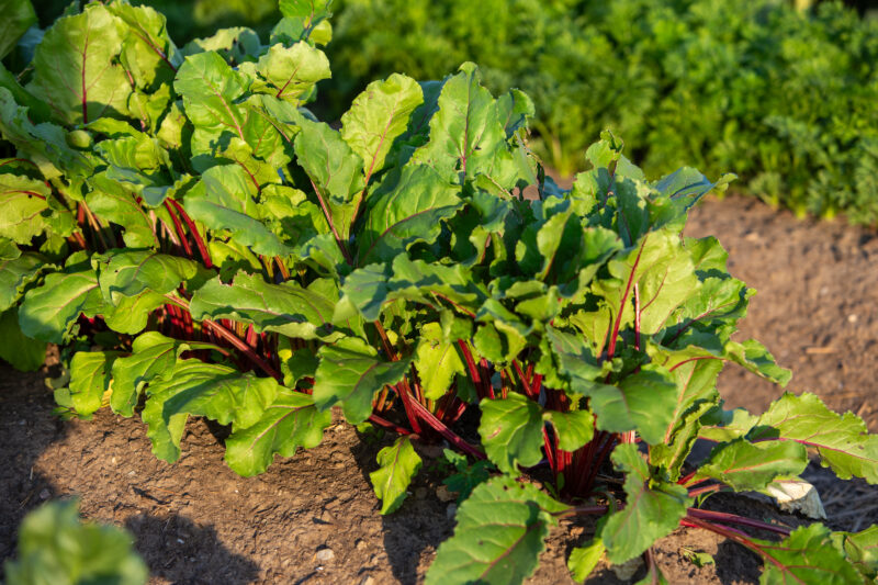 Photo: Beets — Food, Vegetable