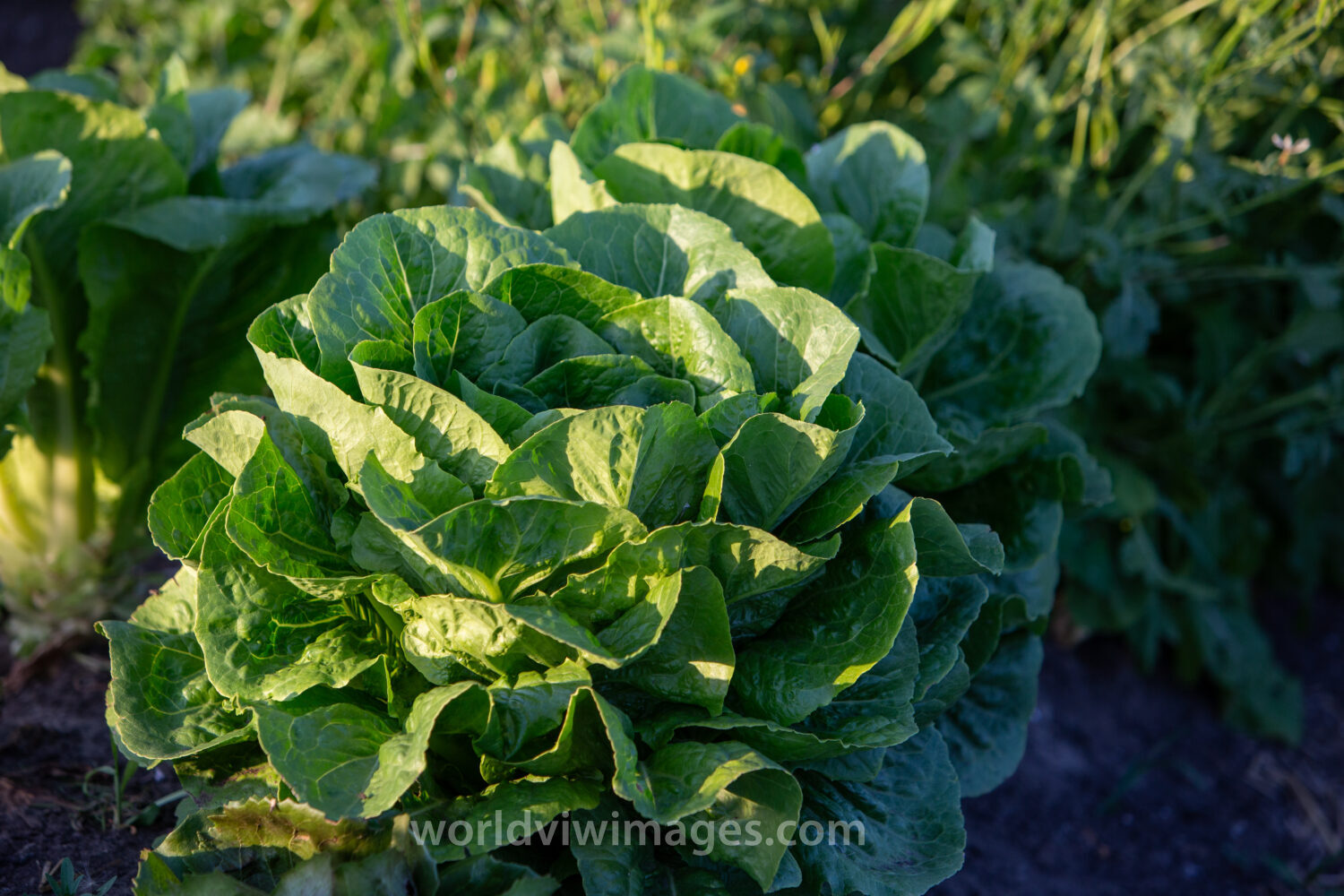 Spinach Plant