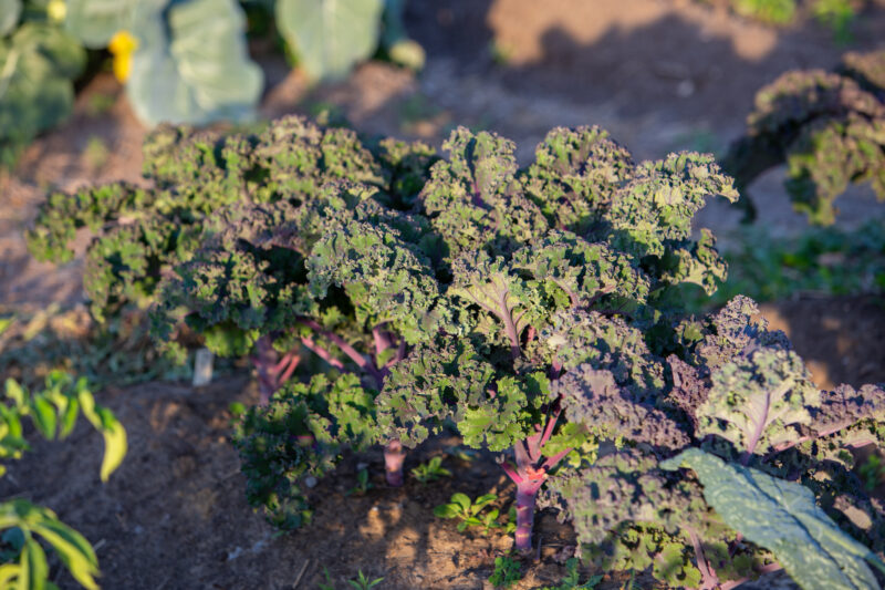 Kale — Food, Vegetable, kale, garden, greens