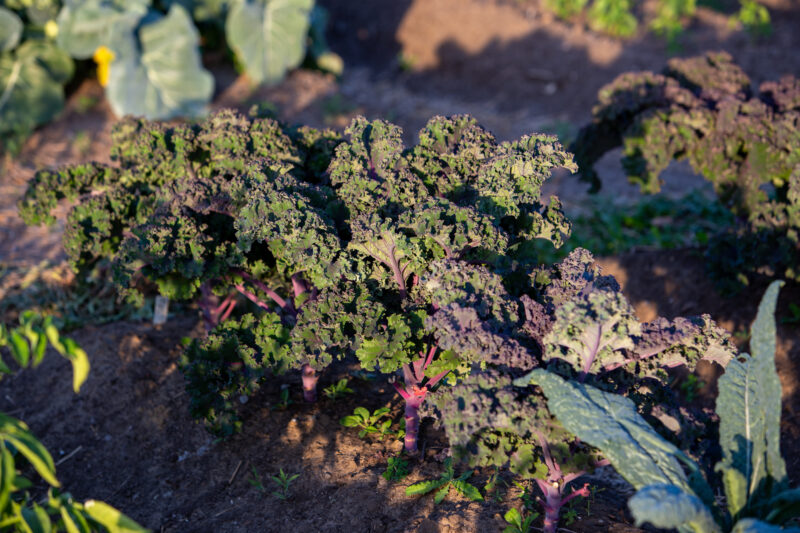 Kale — Food, Vegetable, kale, garden, greens