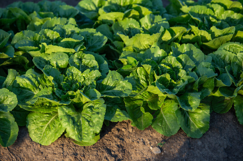 Spinach Plant — Food, Vegetable, spinach, garden, greens