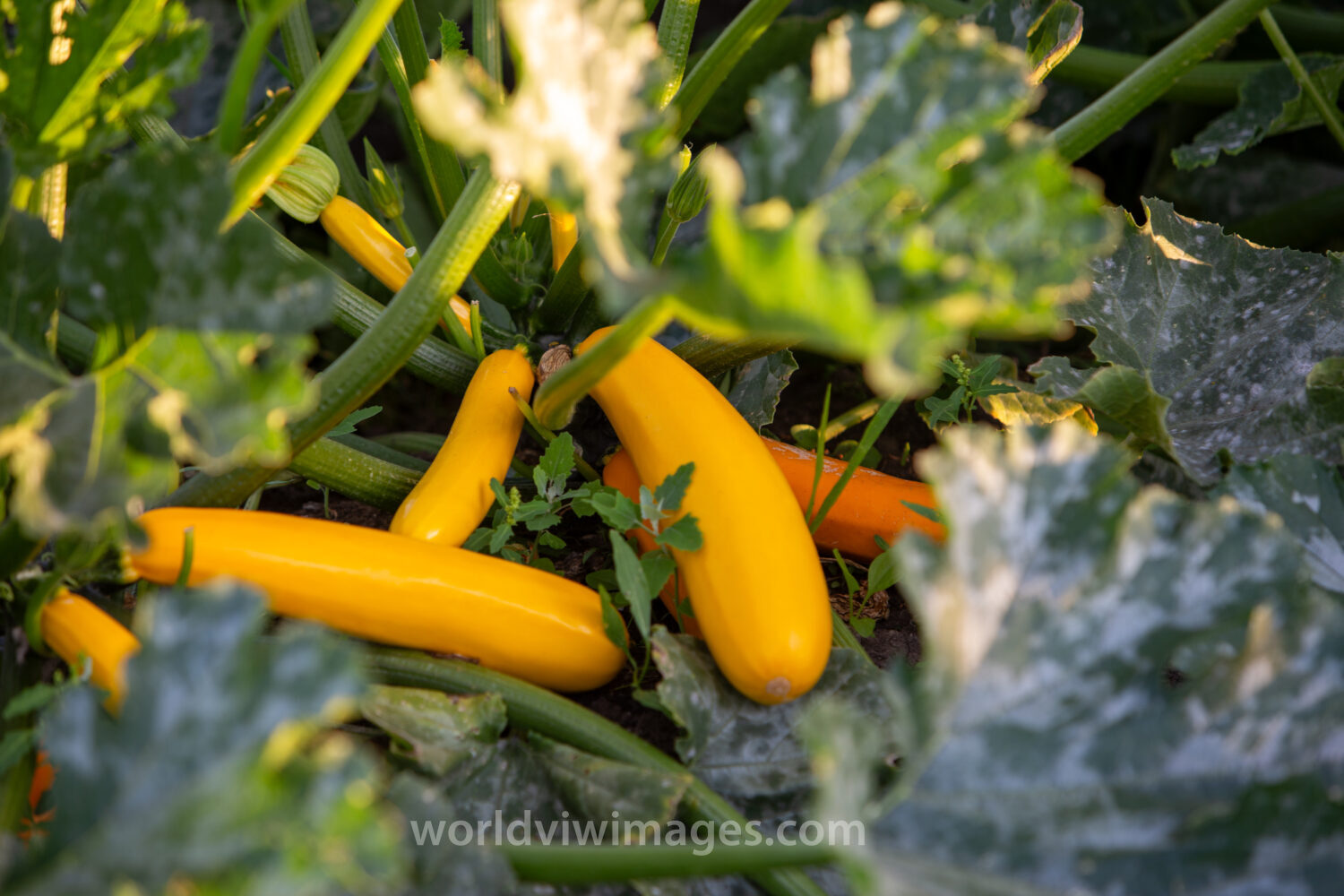 Yellow Long Squash