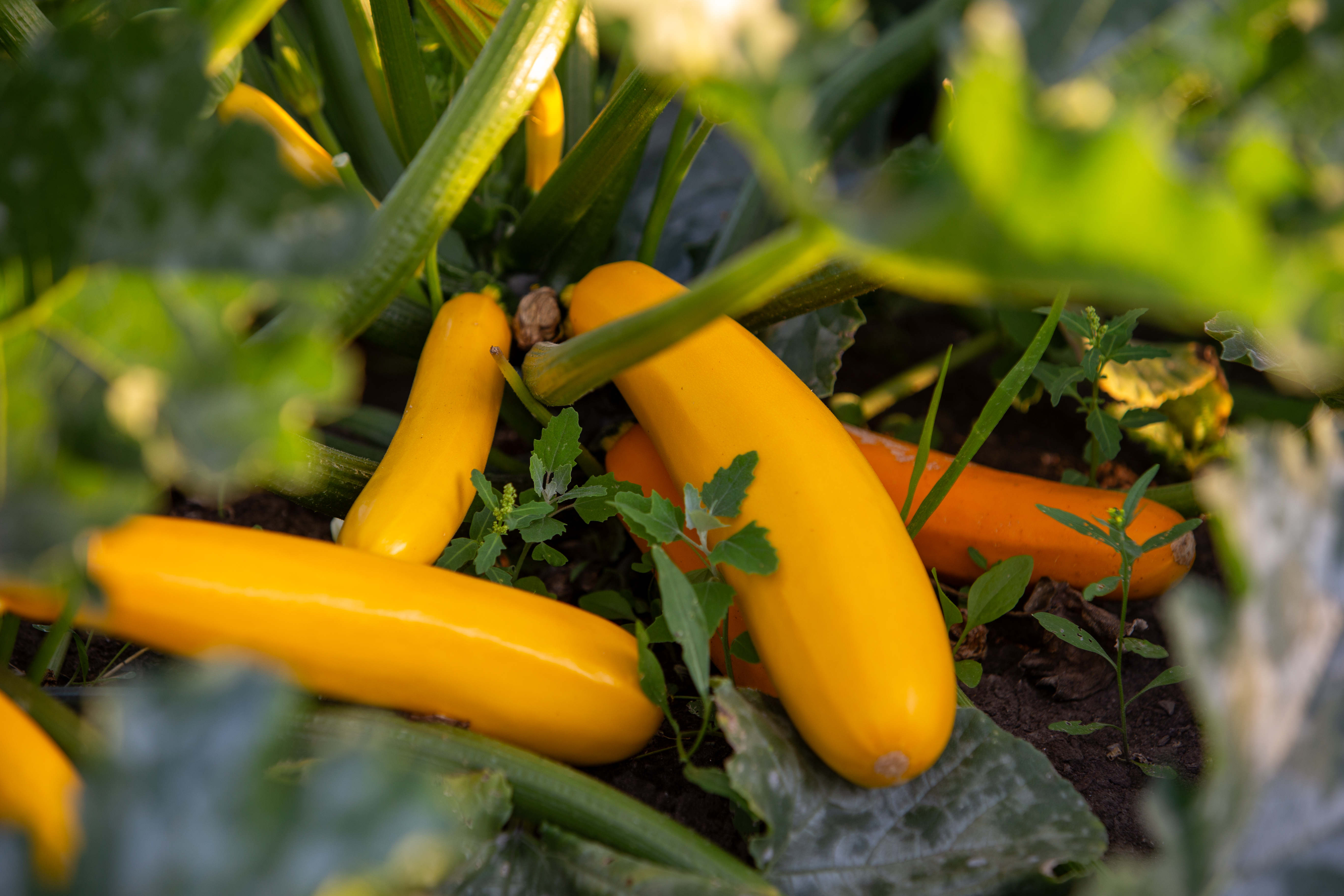 Yellow Long Squash
