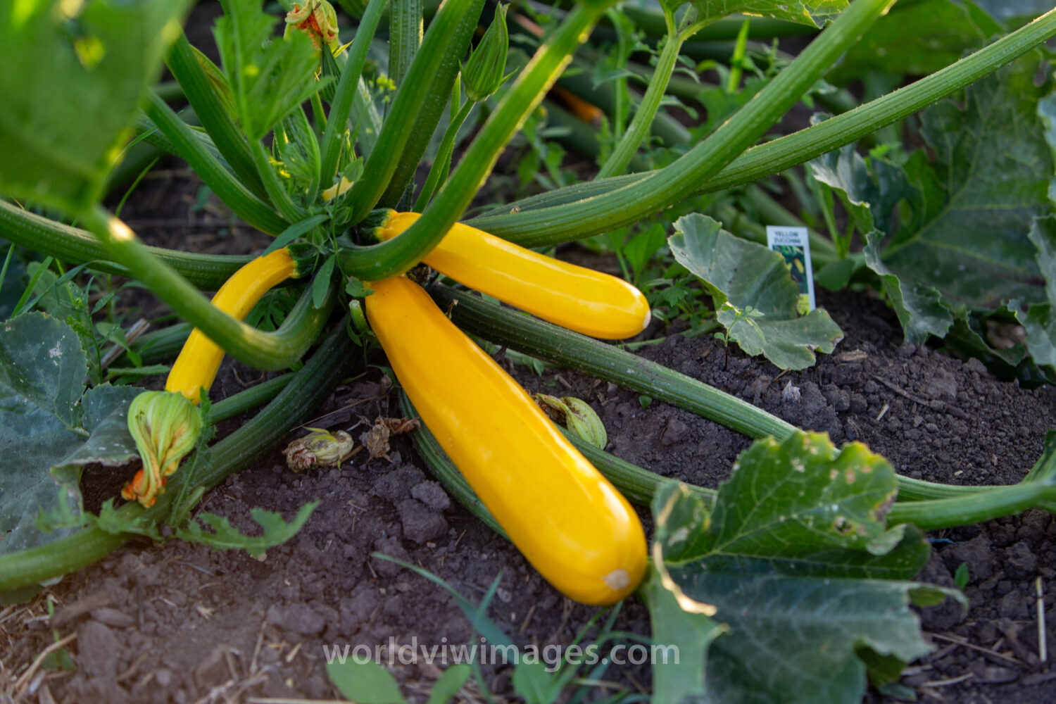 Yellow Long Squash