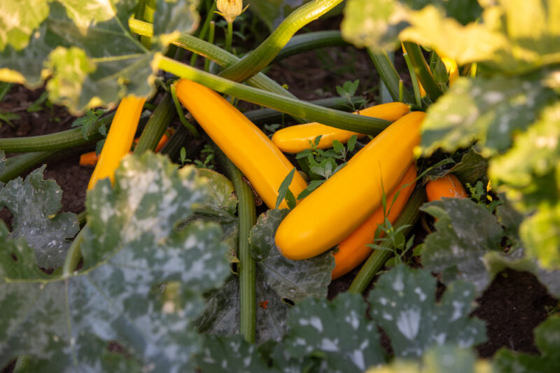 Yellow Long Squash — Beautiful ripe summer squash ready to pick and eat. — Food, Vegetable, summer squash, yellow, zucchini