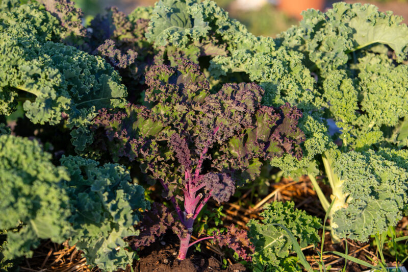 Kale — Food, Vegetable, kale, garden, greens