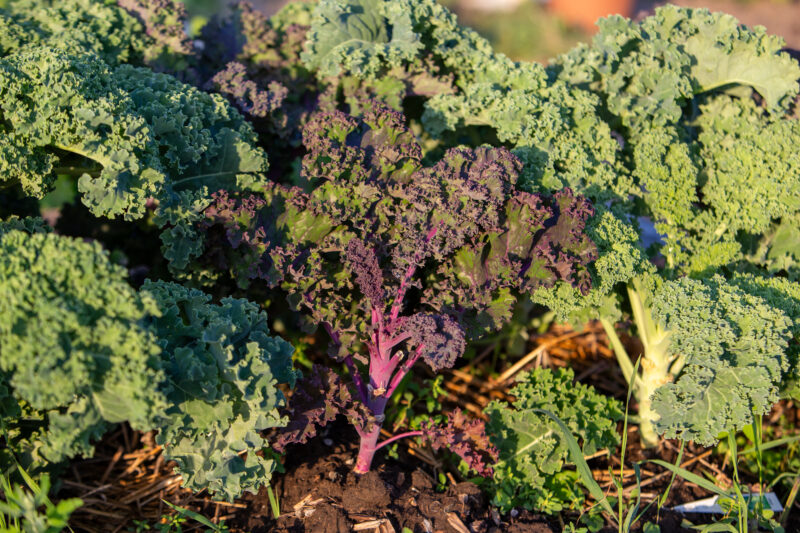 Kale — Food, Vegetable, kale, garden, greens
