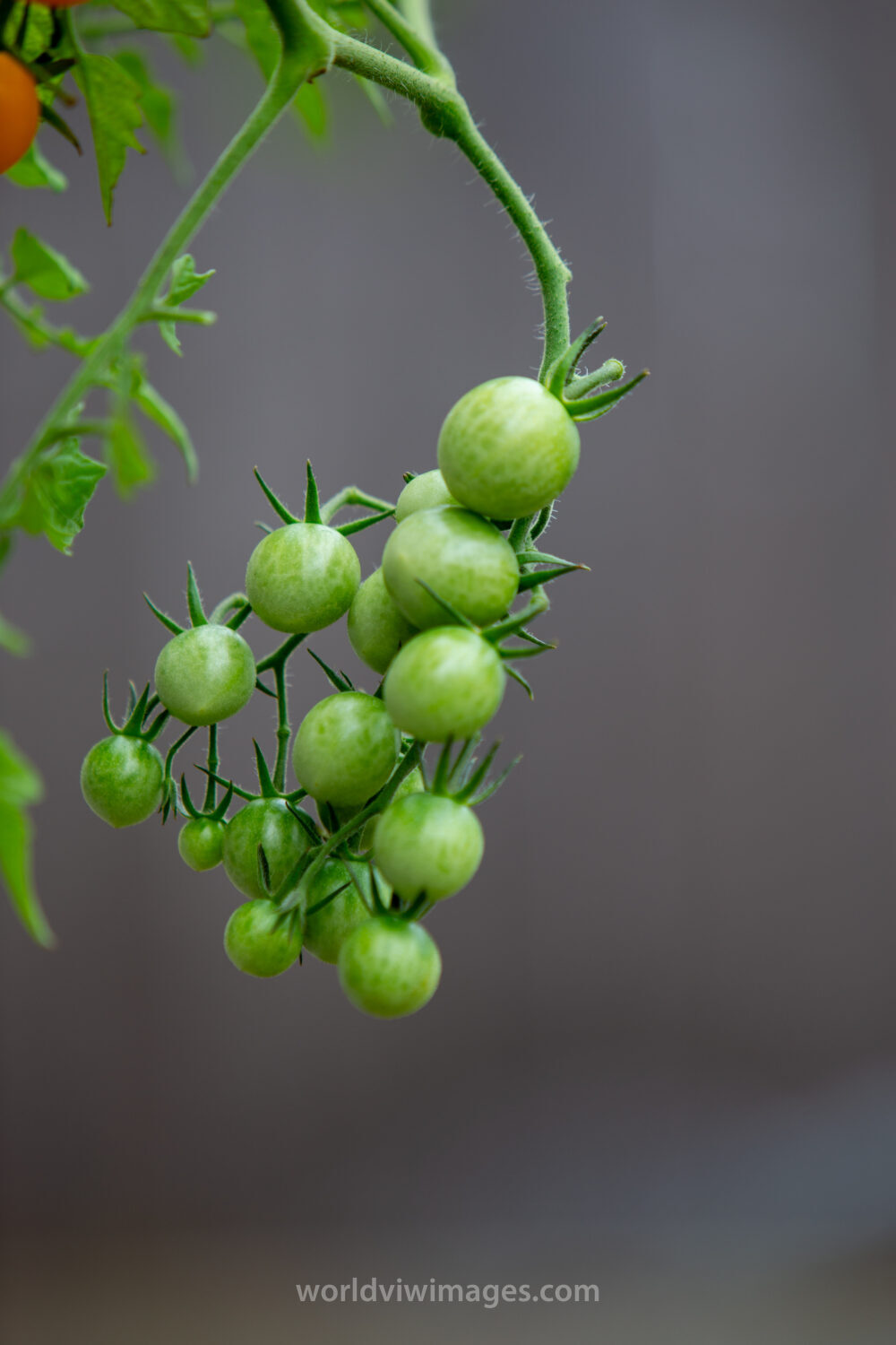 Cherry Tomato Plant