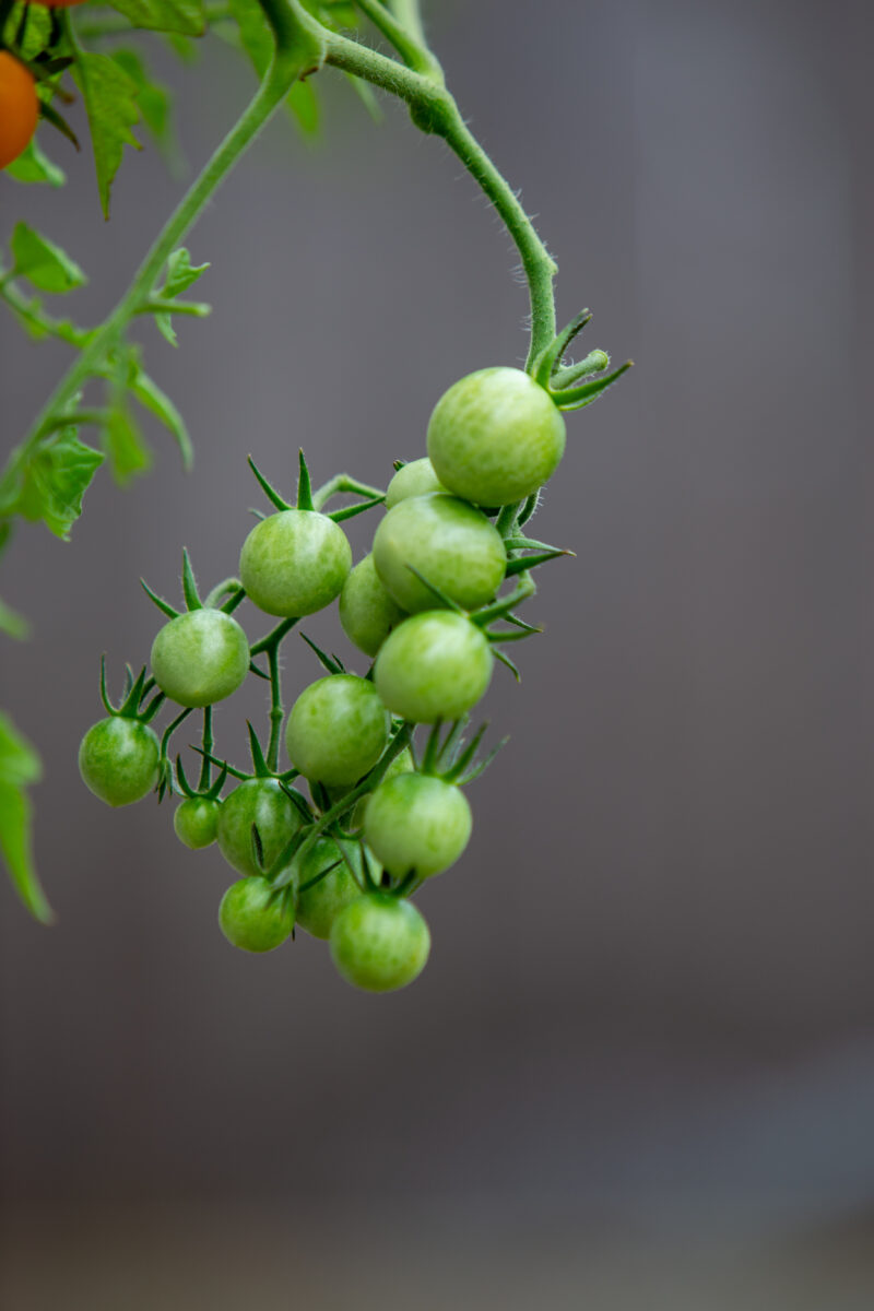 Photo: Cherry Tomato Plant — Food