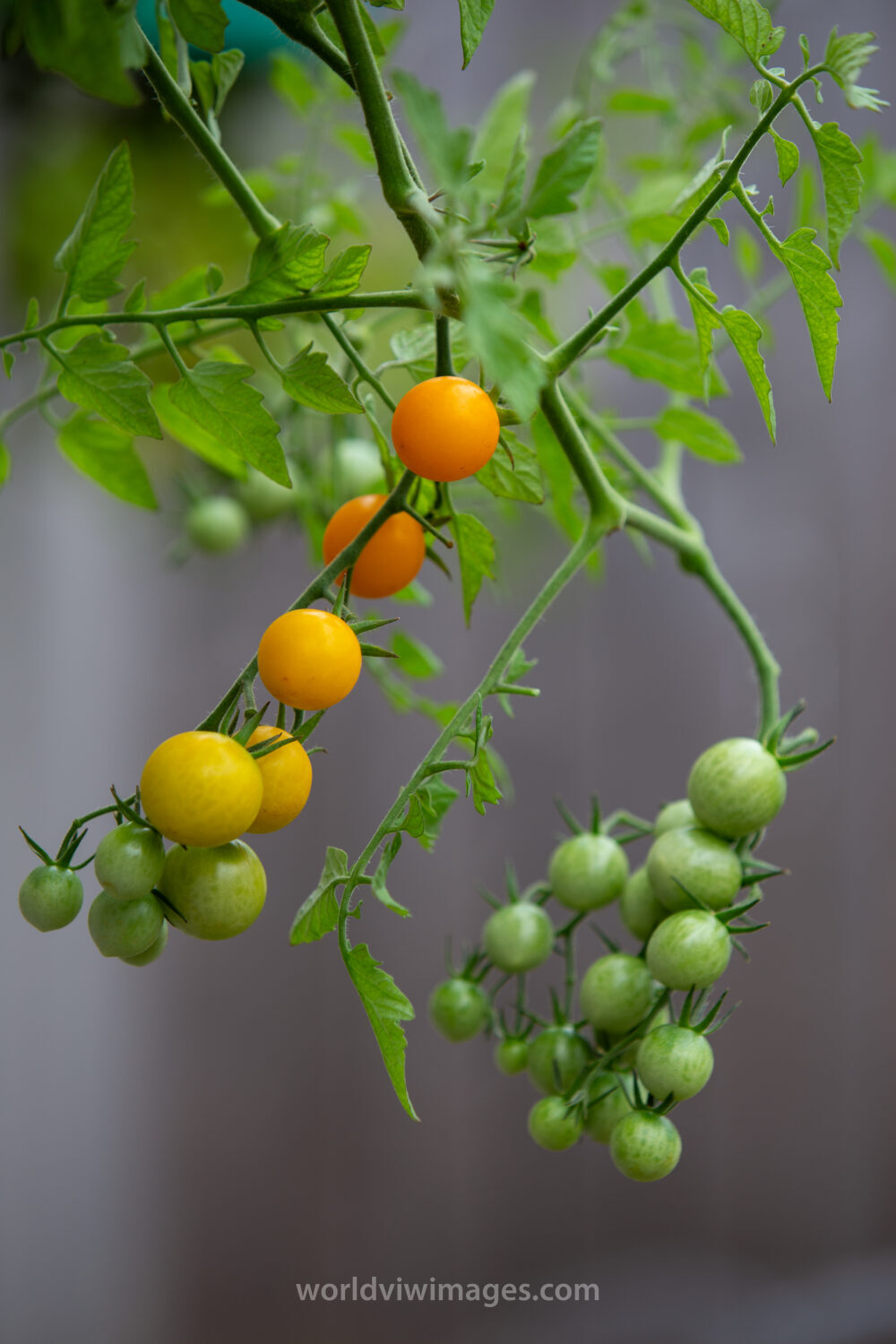 Cherry Tomato Plant