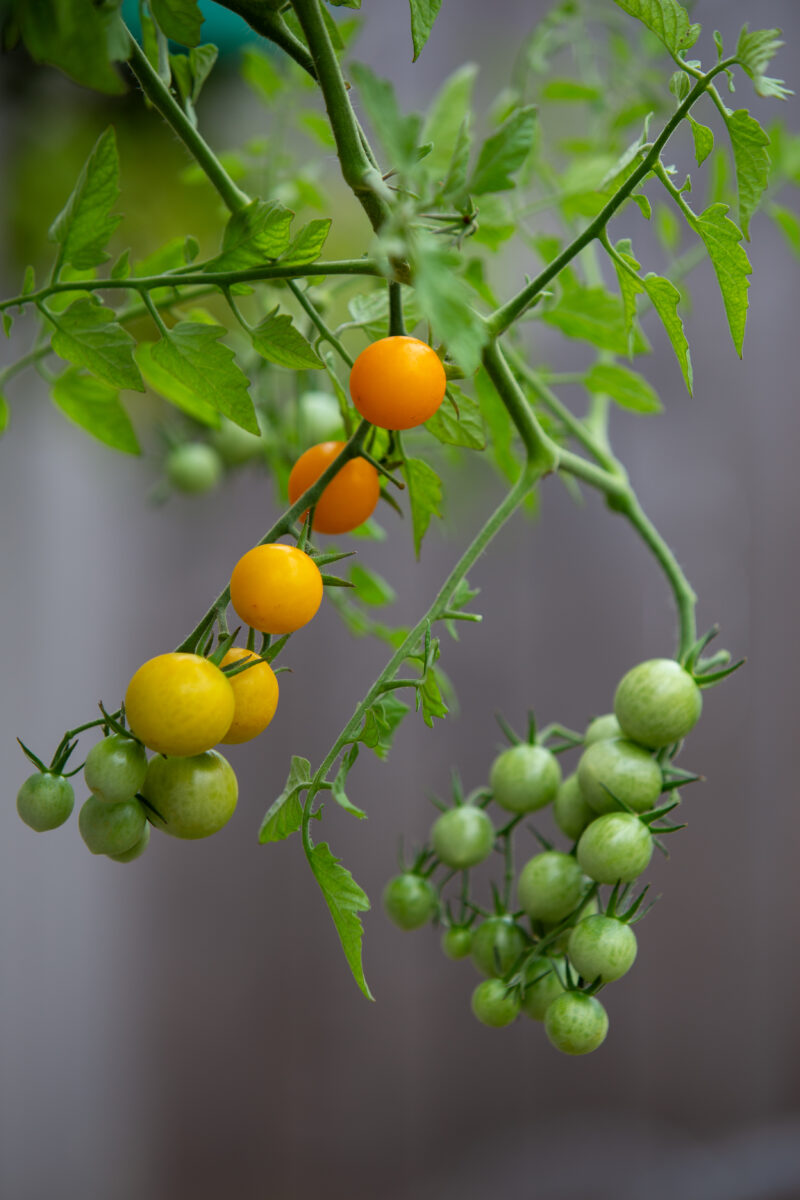 Cherry Tomato Plant — Food, Fruit, Tomato, Vegetable