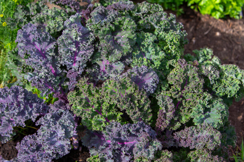 Kale — Food, Vegetable, kale, garden, greens