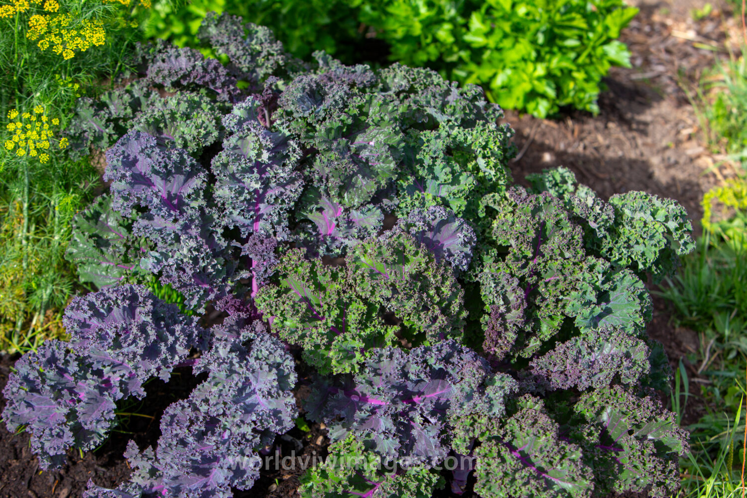 Kale