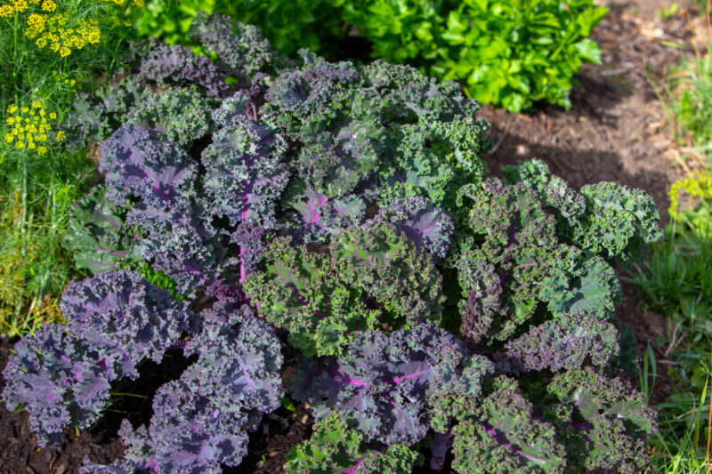 Kale — Food, Vegetable, kale, garden, greens