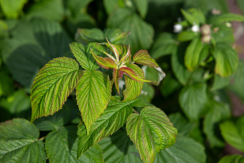 Raspberry Plant — Closeup of Raspberry leaves — Nature, Plant, bush, raspberry, leaves