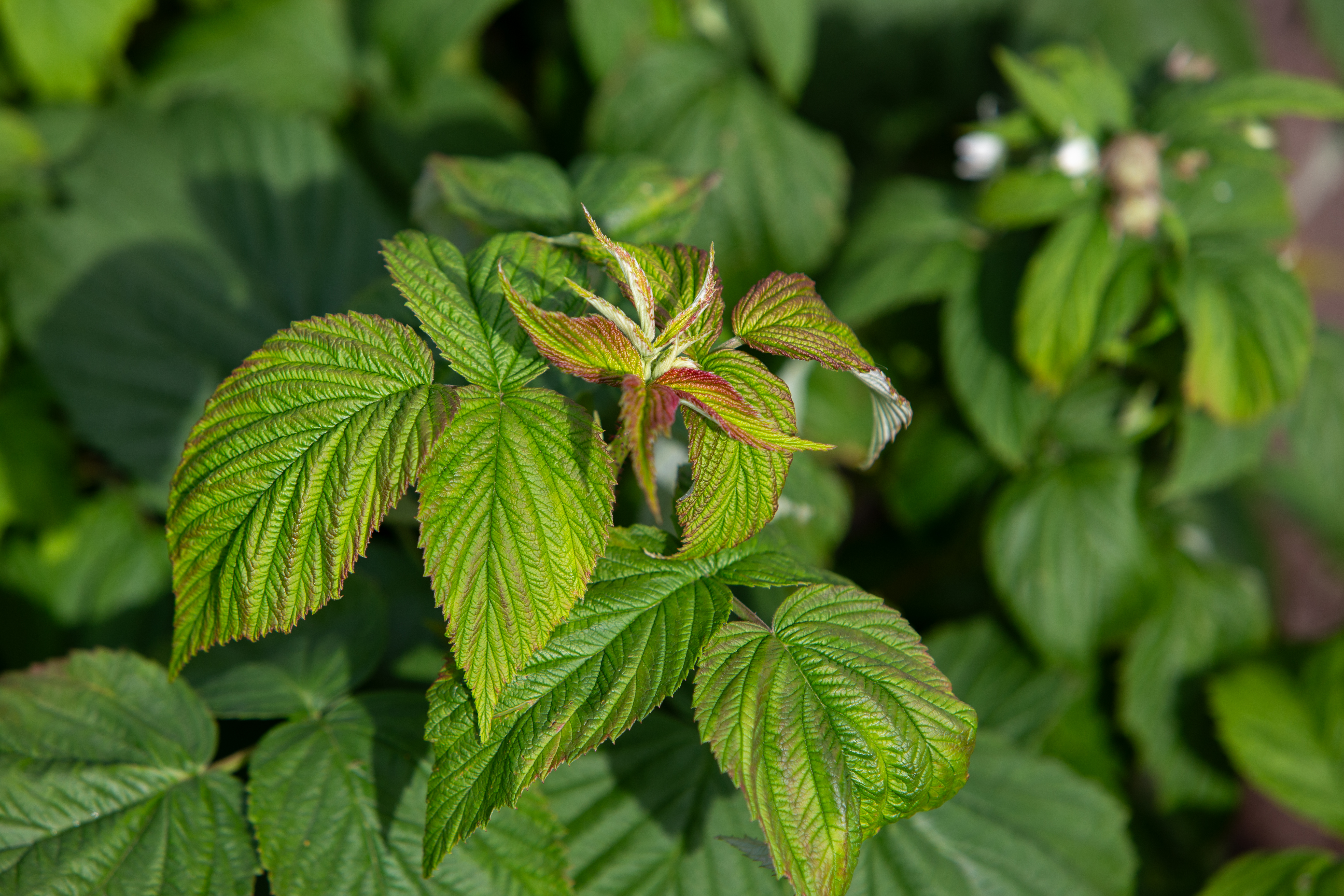 Raspberry Plant