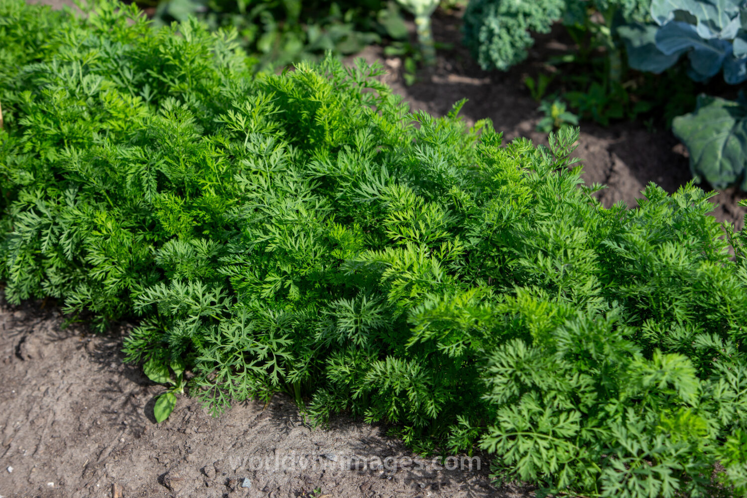 WorldViewImages_020089