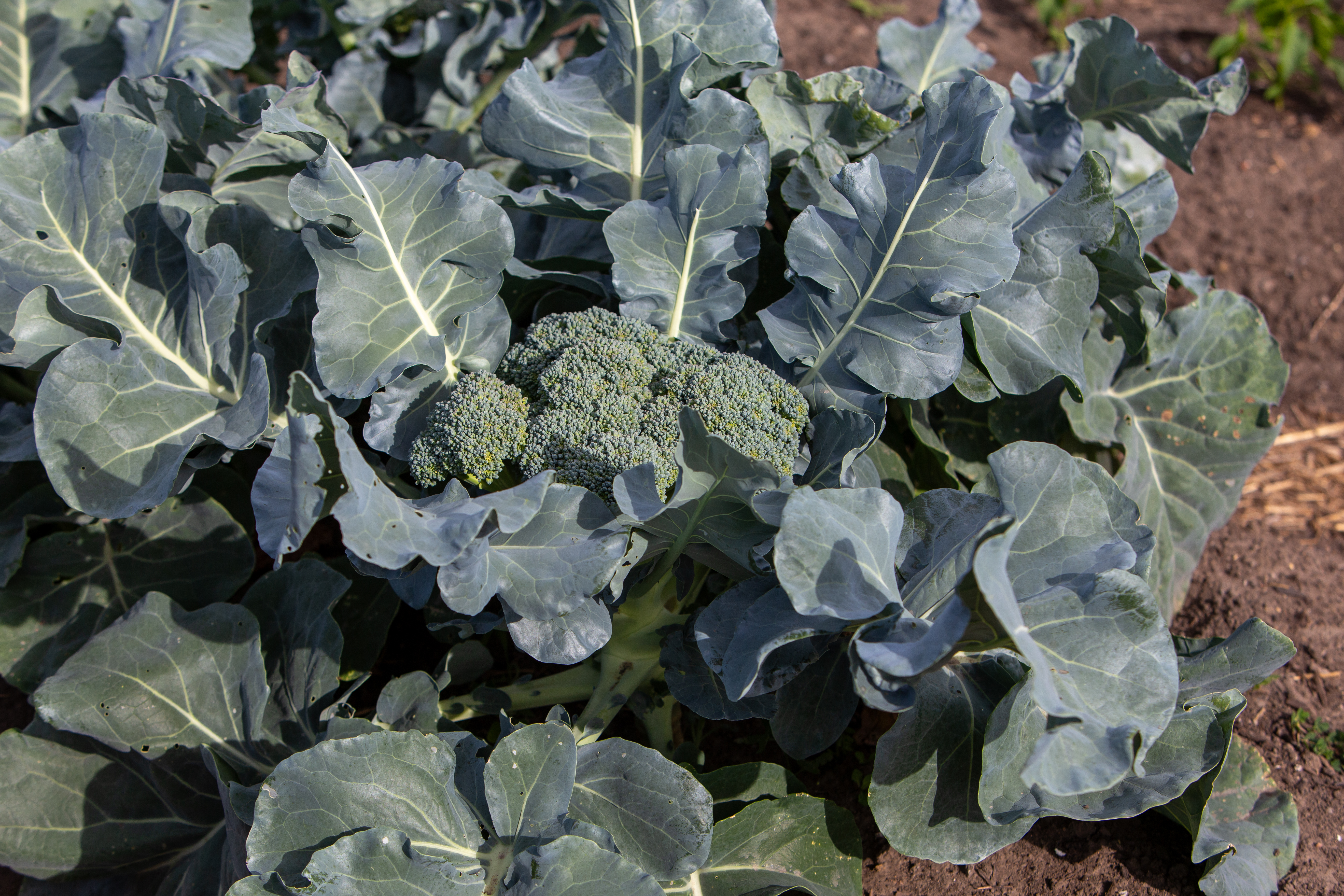 broccoli plants