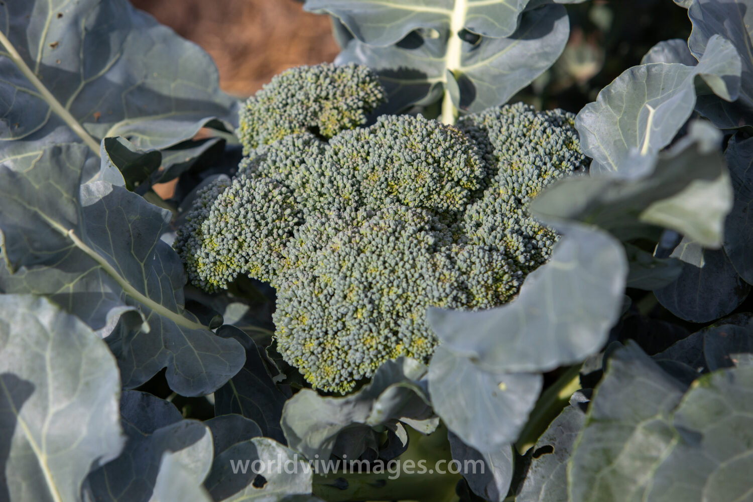 broccoli plants