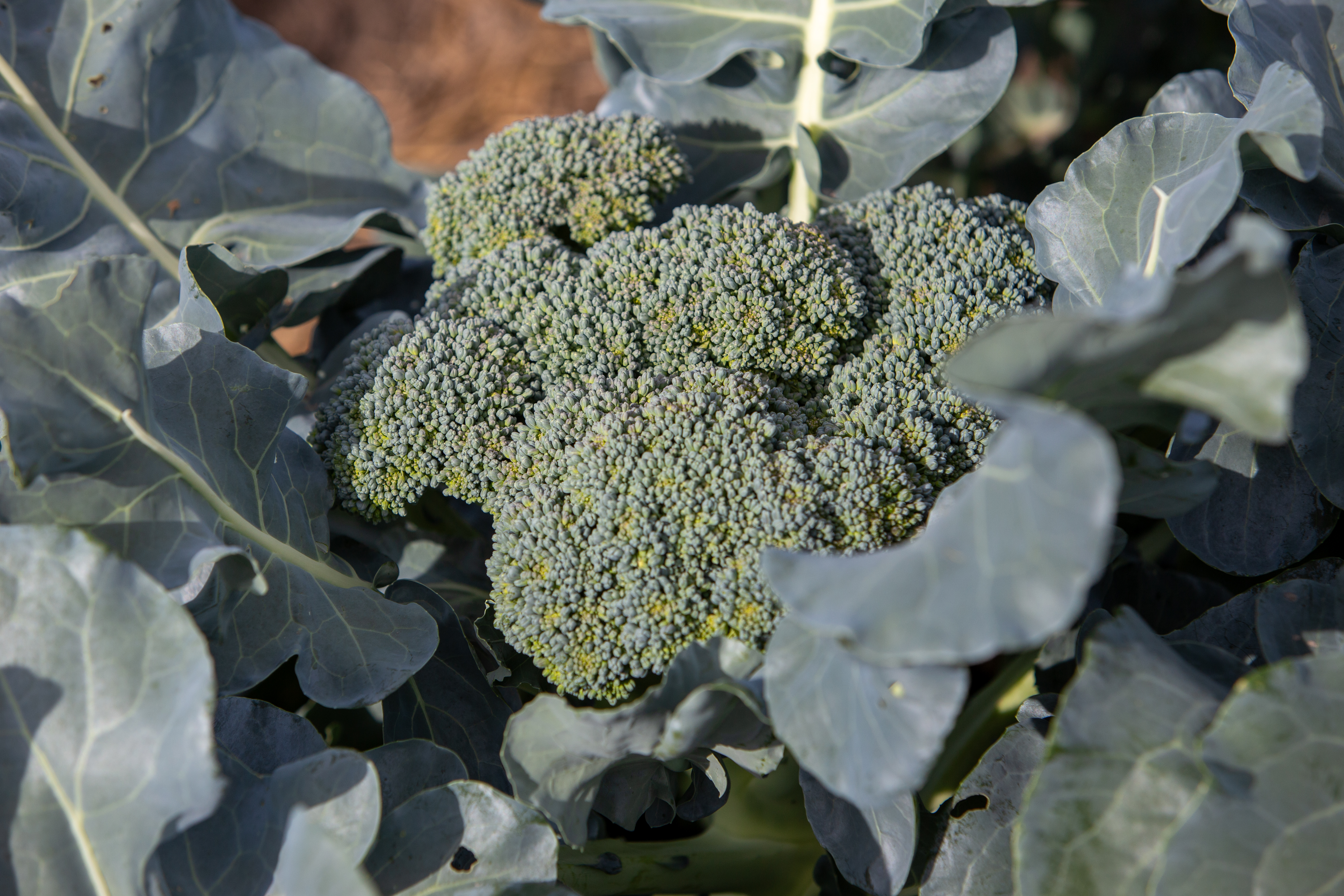broccoli plants