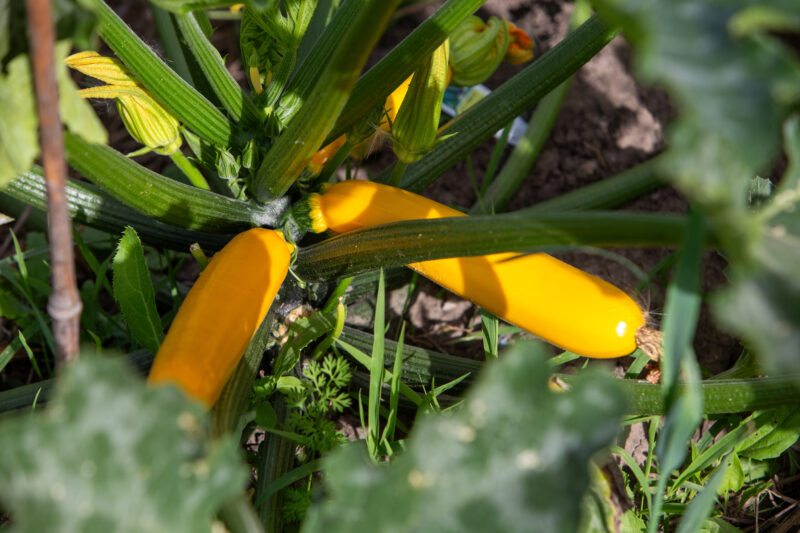 Yellow Long Squash — Food, Vegetable