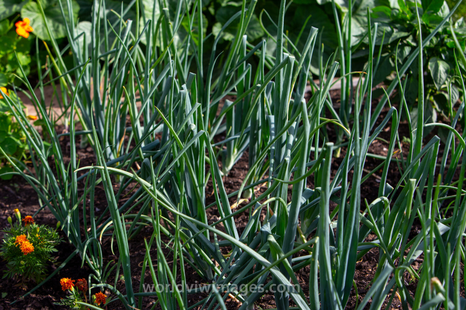 Green Onions