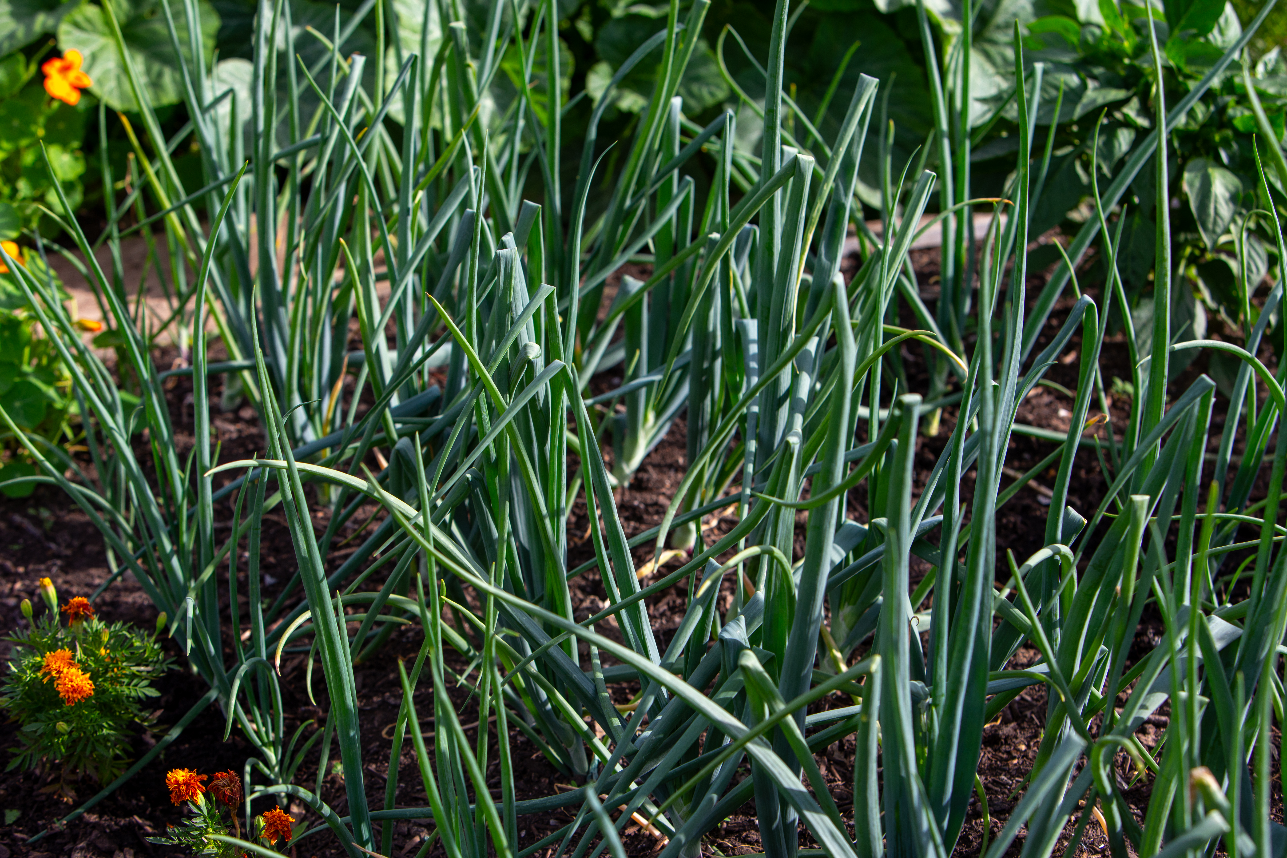 Green Onions