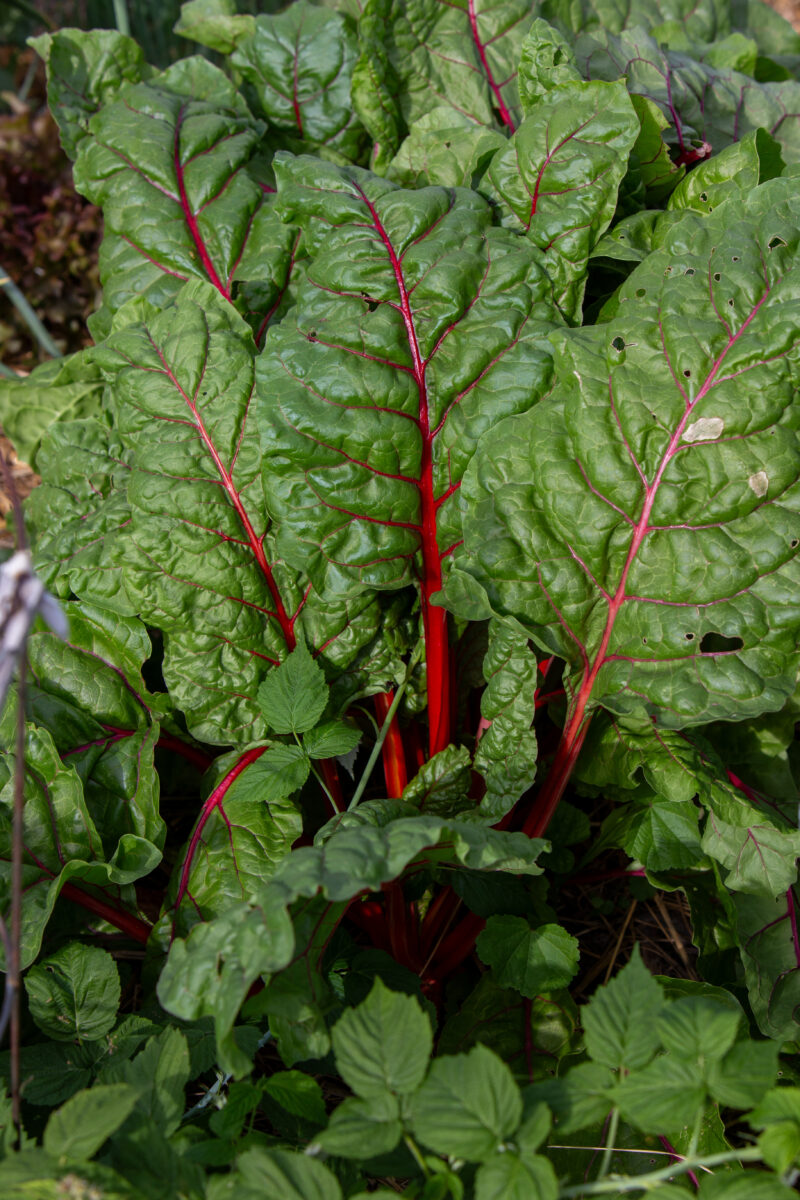 Swiss Chard — Food, Vegetable, greens, Swiss Chard, gardening
