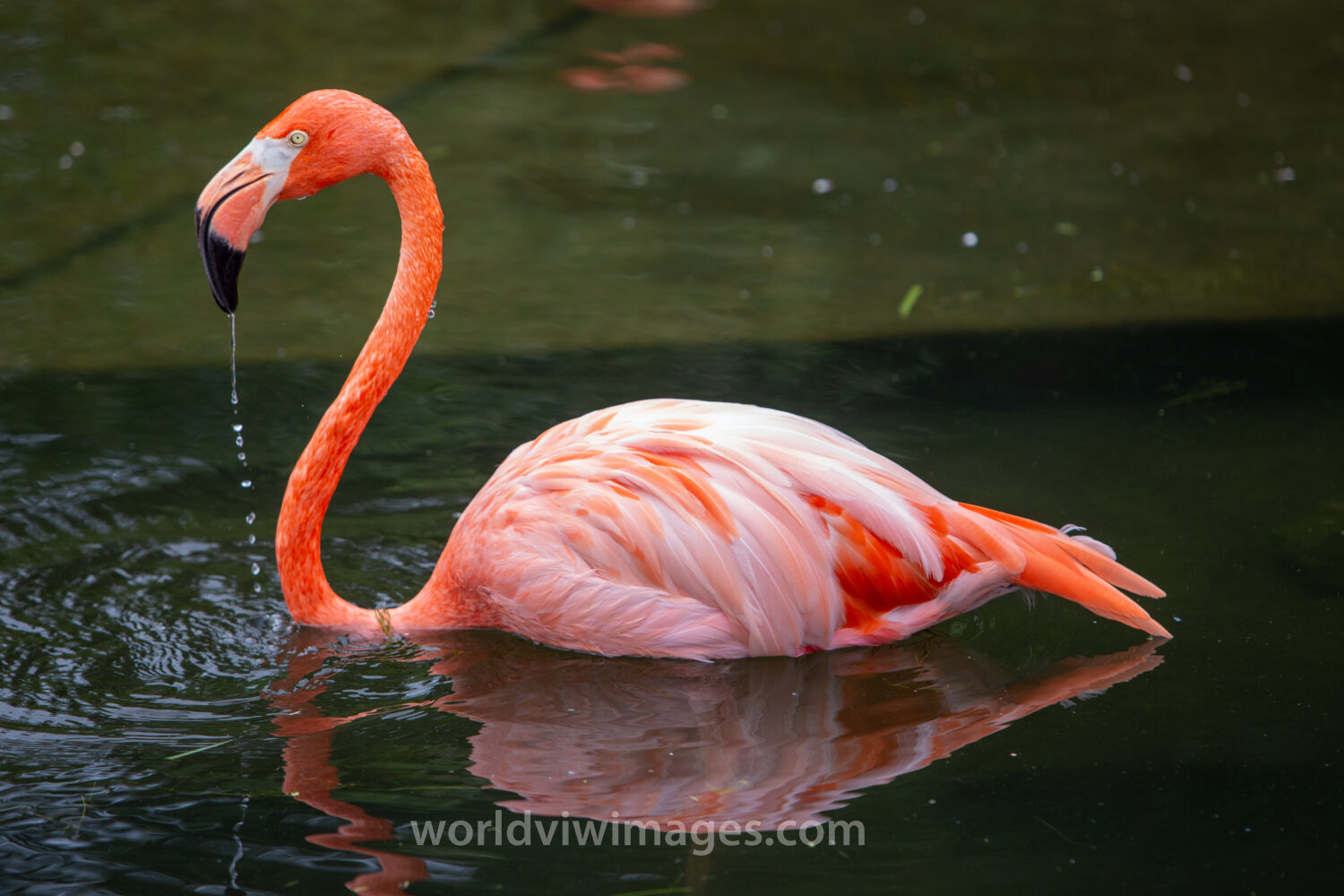 Flamingo in the Water