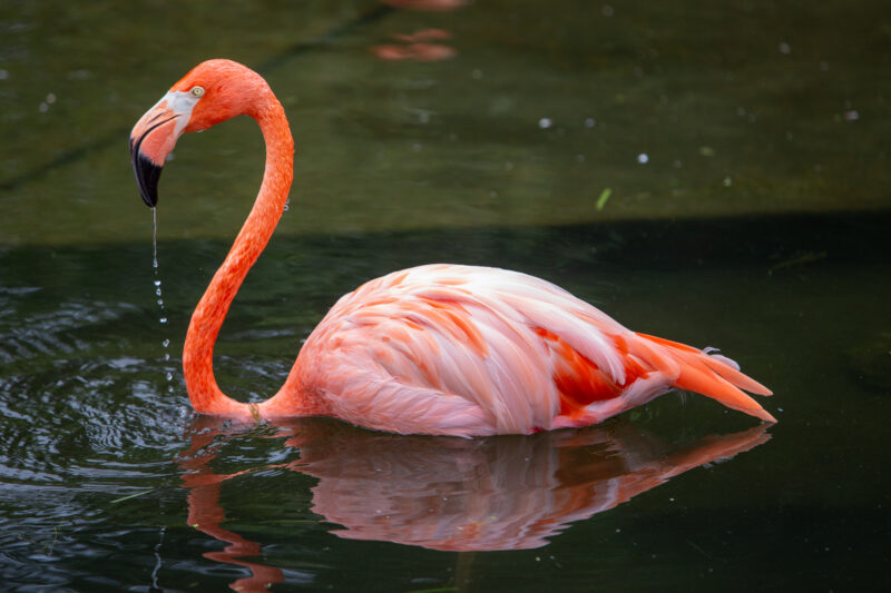 Flamingo in the Water — Animal, Bird, Flamingo