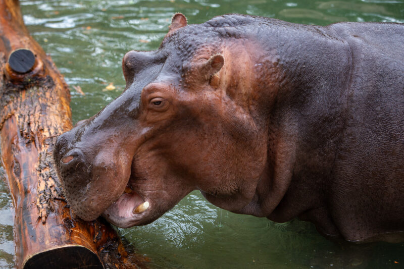 Hippopotamus — Animal, Herbivore, Hippo, Mammal, Hippopotamus